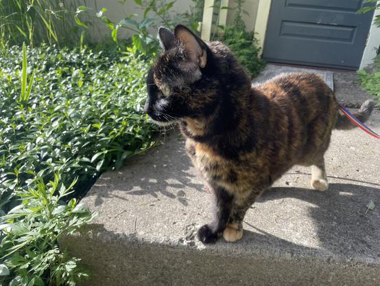 Lefty in a little bit of sun.