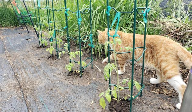 An orange striped cat with white paws propels past a  row of freshly planted tomato plants in tomato ladders.