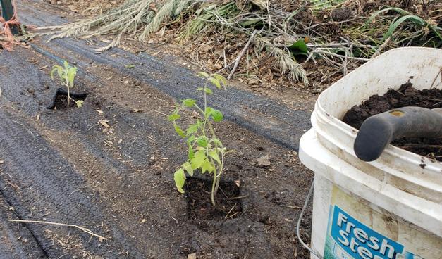 The first couple of tomato plants planted next to a bucket of sheep compost.