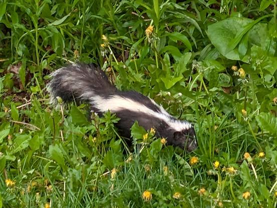 a black and white striped skunk trots purposefully through thick greenery and dandelions