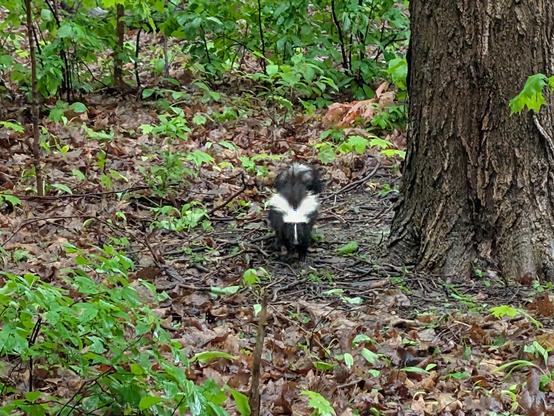 a black and white striped skunk in woody undergrowth is facing the camera. The white line down its face and v-shaped stripes on its back are very prominent