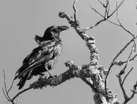 A shaggy-looking crow, it's feathers ruffled in a brisk wind, holds a morsel of food in its beak.  It is perched high up in a dead leafless tree whose branches are covered in lichen.