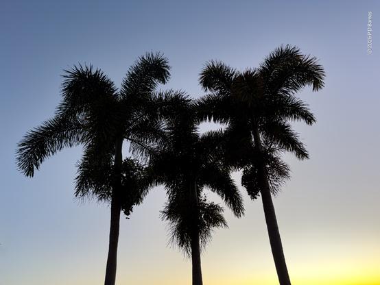 The crowns of a trio of palm trees silhouetted against a dawn sky, the glow of the rising sun visible at bottom left.