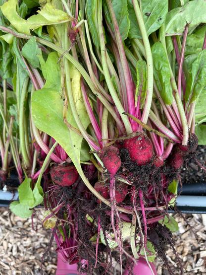a bunch of dirty little beets on the edge of a garden bed