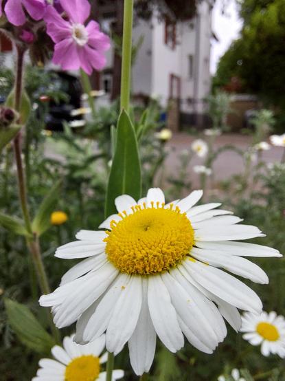 Im Vordergrund eine Margeritenblüte, sie ist dank des Engagement aus der Bürgerschaft Teil einer kleinen Wildblumen-Oase am Straßenrand