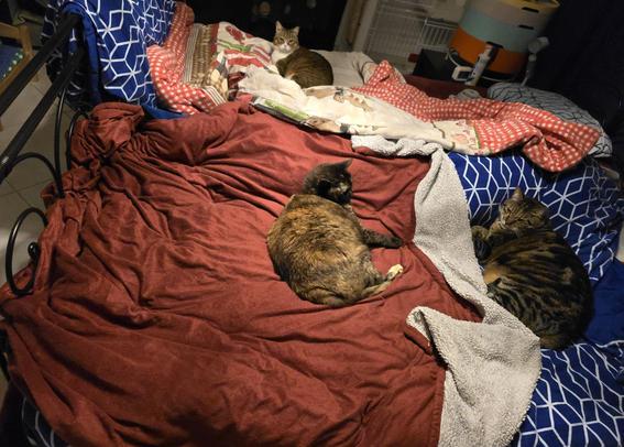 Three cats in a bed