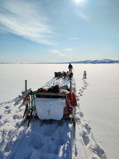 A full laden wooden sled pulled by a group of Greenland sled dogs follows a man walking in front of them on snow covered sea ice under a blue sky