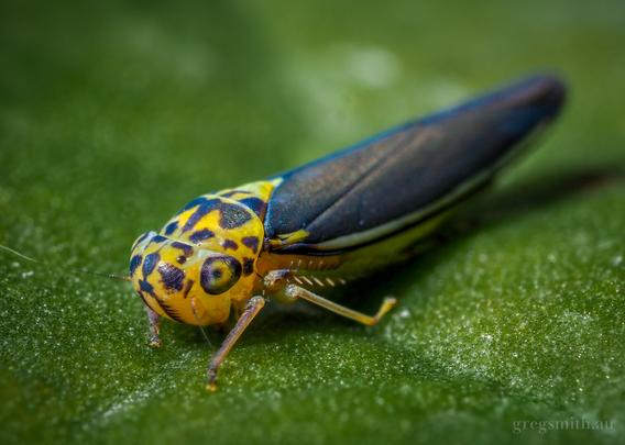 A leafhopper, Ishidaella sp., with a yellow face with black markings and dark folded wings, on a leaf.