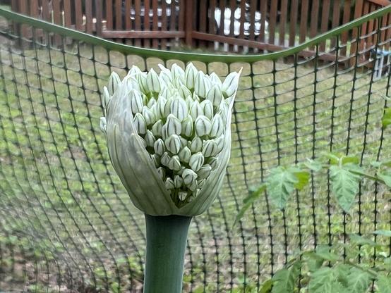 A close-up of a flowering onion bud with numerous white flower petals, set against a green garden backdrop and a mesh fence.