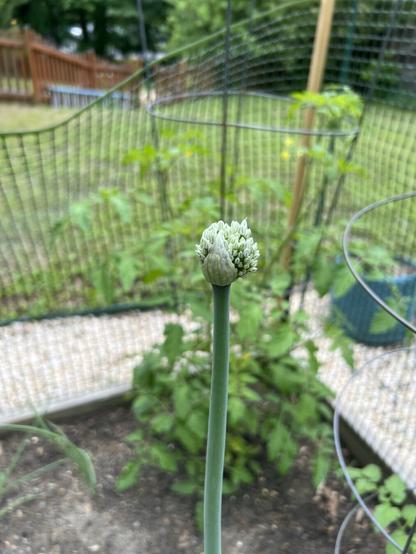 A close-up of a flowering green onion, with a slender stem and a cluster of unopened white buds at the top. The background features a garden with tomato plants and a wooden fence.