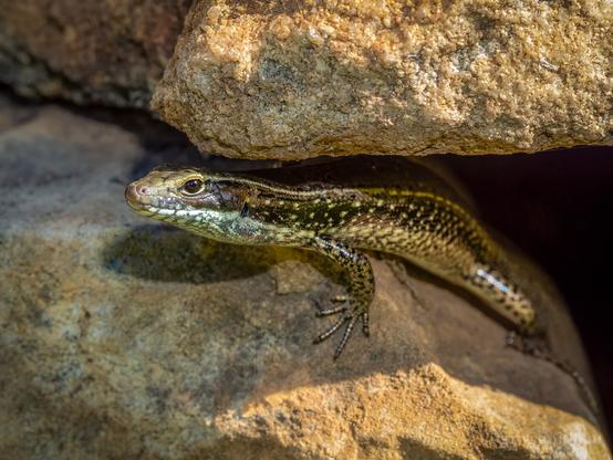 An eastern water skink, Eulamprus quoyii, peeking out from between two rocks.