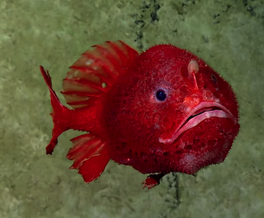 A red very round angler fish of the deep. She is textured with big black eyes, and unreasonably cute.