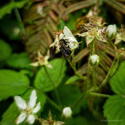 A small black shiny bee with a yellow fuzzy thorax burrows into the nectaries in a dewberry flower.  The bee's wings are dark with an iridescent shee. The flower is one of several in the woods understory, growing among the ferns.