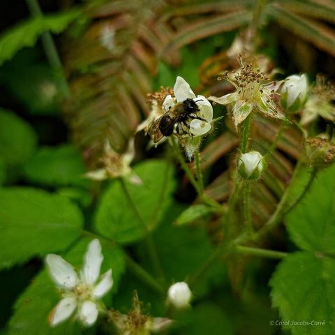 Another angle: A small black shiny bee with a yellow fuzzy thorax burrows into the nectaries in a dewberry flower.  The bee's wings are dark with an iridescent shee. The flower is one of several in the woods understory, growing among the ferns.