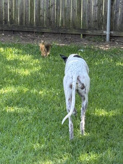 Photo of a white greyhound dog staring down and stalking a squirrel who stands on 2 legs facing the greyhound in a sort of showdown.