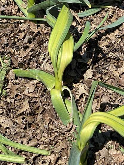 Two garlic plants with yellowed leaves with green edges. The plants are twisted. The background is leaf mulch.