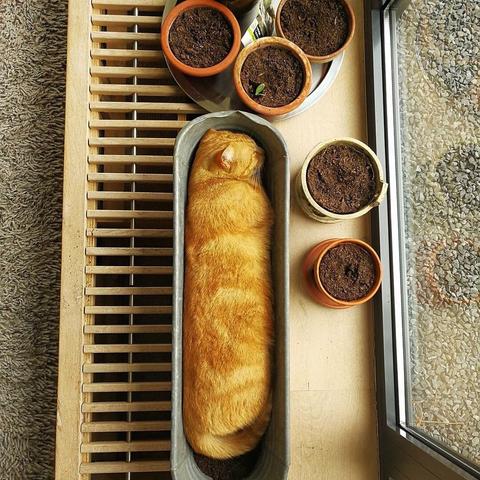 Photo of an orange cat all laid out inside of a long oval plant potter next to the window making the kitty look like a baguette or loaf of bread. Nearby other pot with freshly planted seeds can be seen, but they're not as comfy.