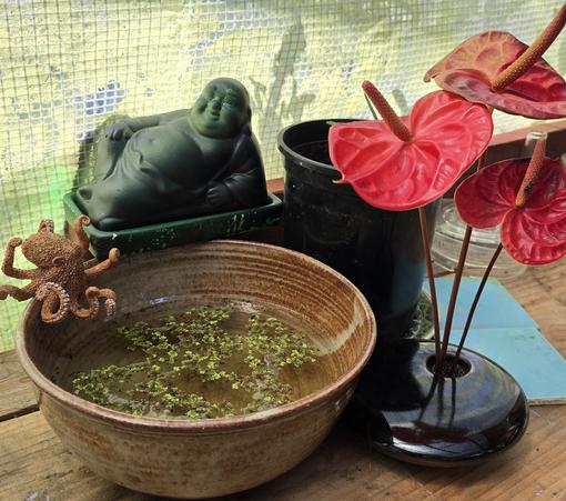 A bowl with water and tiny water plants on the surface. A spray painted reclining, laughing Buddha rests on the  back side, looking over the mini pond. a small toy octopus teeters on one side of the bowl, a 3 anthurium flower arrangement sits on the other side.