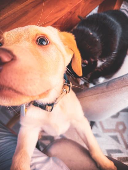 Jake our lab puppy