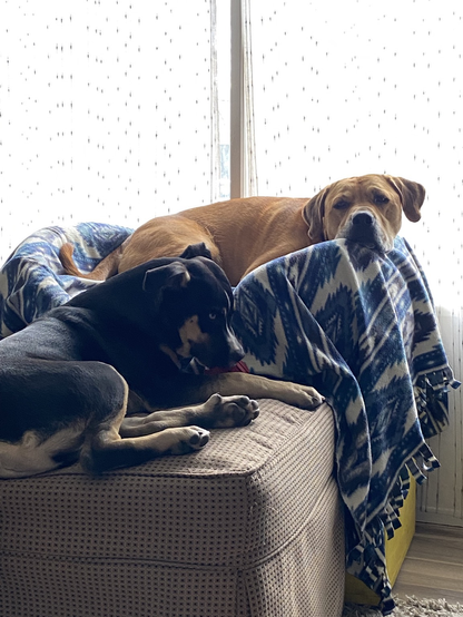 What sign would you put on your G7 protest sign? #G7 #FUG7 #yyc   I’ll go first.  #FuvkTrump  #FuvkColonialism   —— Dogs because they are cute and the algorithm prefers photos.