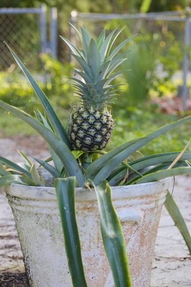 Pineapple with spider defense
Several spiders have taken residence around the pineapple growing in my back yard. I hope they keep the ants away.