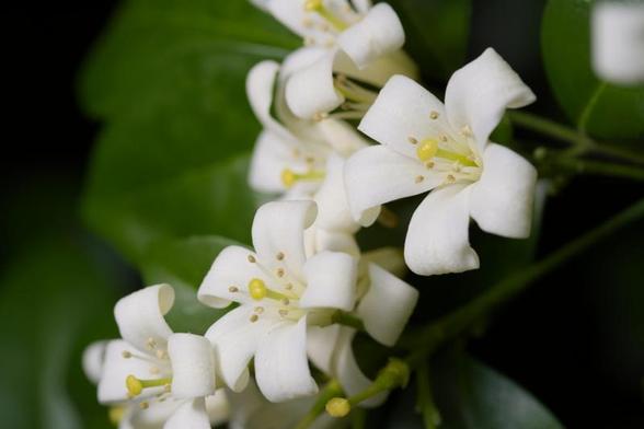 Tiny flowers on a bush
They smell really nice.