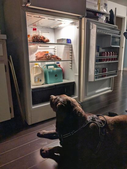 A chocolate lab is looking inside a refrigerator.