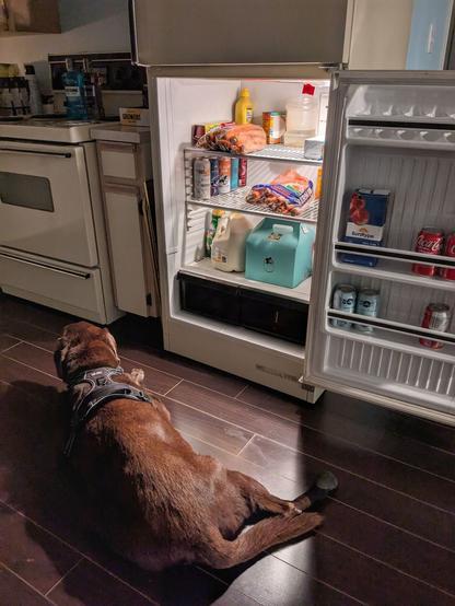 A chocolate lab is lying down next to an open refrigerator.