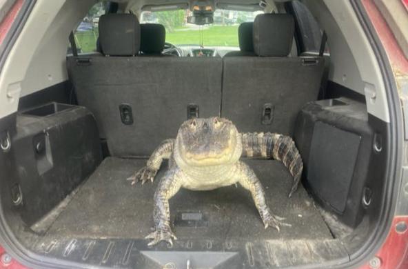 alligator in a car trunk