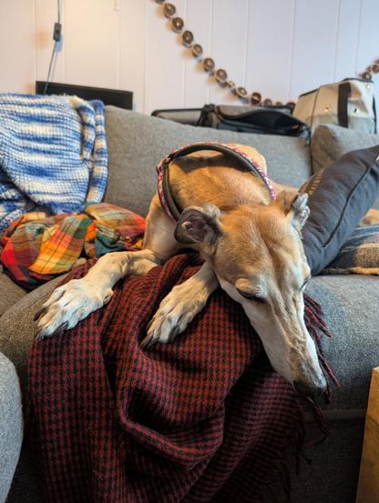 Greyhound on a couch