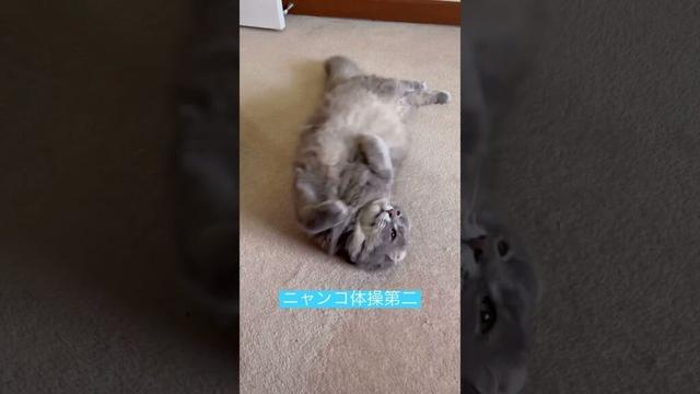 ニャンコ体操第二 #アメリカンカール #ねこ動画 #かわいい猫
