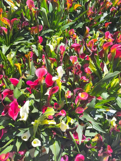 Bright flowers of red and violet in the sunlight