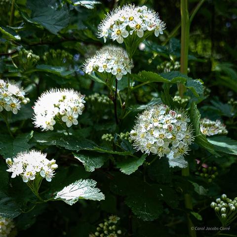 Tightly packed clusters of 5 petaled white flowers grow among the bushes' dark green palmate leaves. The flowers are small and have lots of exserted stamens, which give the clusters a slightly fuzzy look. The anthers are initially pink but are dull brown after the pollen is gone. The leaves have 3 or more lobes and resemble maple leaves.