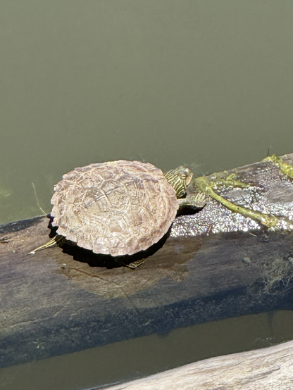 Turtle basking in the sun on a log.
