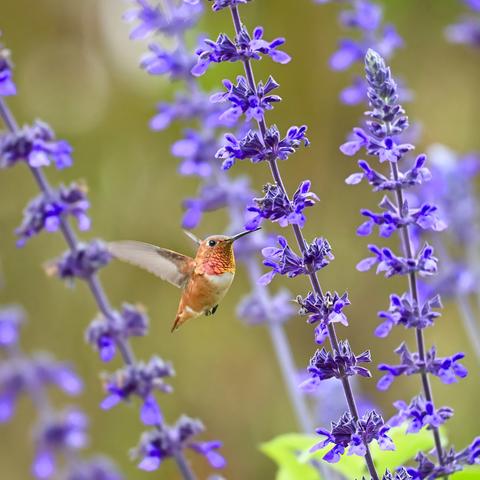 A male Allen’s hummingbird hovers near vibrant purple flowers