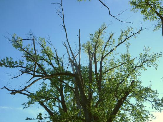 A low-angle shot on a sunny day shows the upper canopy of a large deciduous tree against a clear blue sky. Many of the branches in the center of the crown are dead and bare, appearing as grey, jagged spikes reaching upward. Surrounding these dead branches, and on the lower branches, are vibrant green leaves, indicating that parts of the tree are still healthy. The overall impression is one of crown dieback, where the top of the tree is dying while other parts continue to thrive.