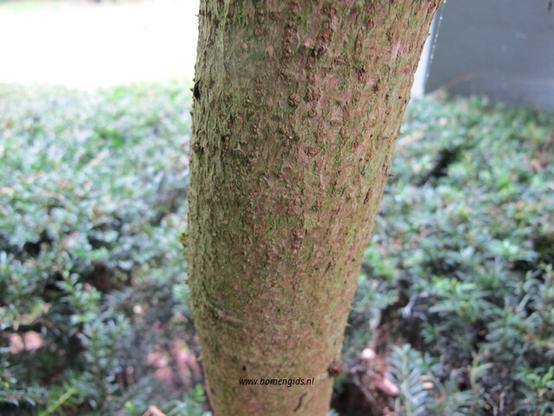 Photo of treespecies Aralia elata : Category is bastjong