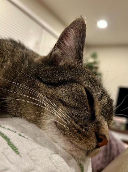Closer up of the head of a brown and black striped tabby cat lay in on a green and white pillow. His eyes are partly open, peeking at the camera.