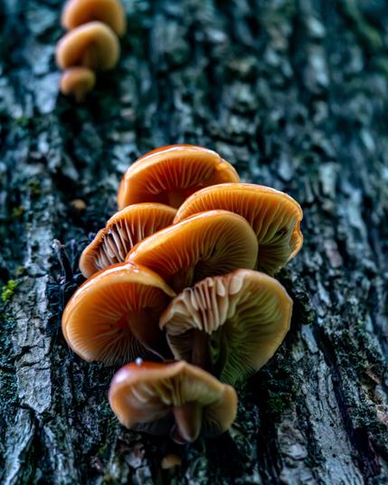 A cluster of mushrooms attached to a trees bark