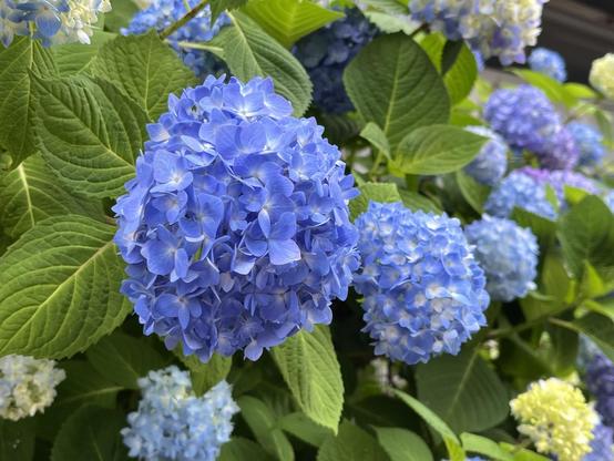 Blue hydrangea flowers