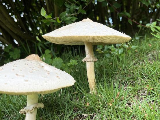 Two parasol mushrooms (macrolepiota procera) in the grass