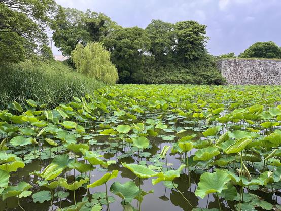 A moat with young green lotus leaves