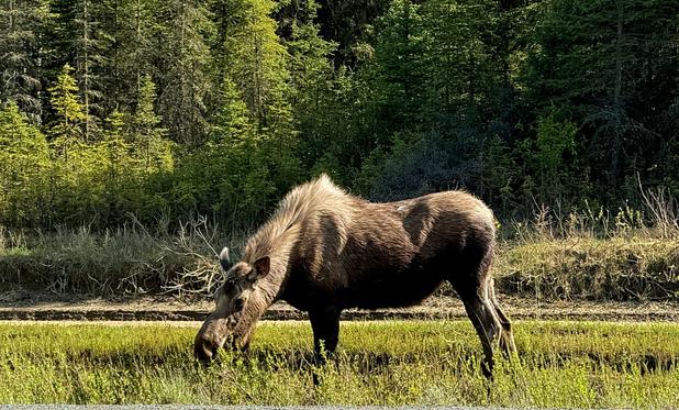 Two year-old moose munching on grass on side of the road.