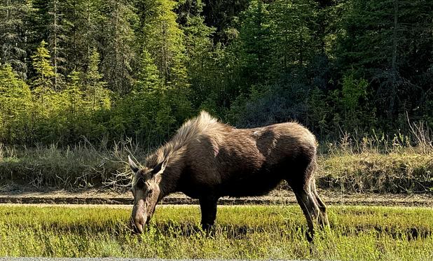 Two year-old moose munching on grass on side of the road.