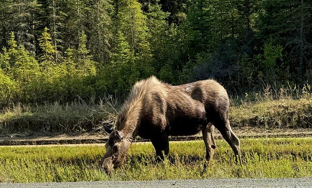 Two year-old moose munching on grass on side of the road.