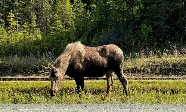 Two year-old moose munching on grass on side of the road. We got the stink-eye from the moose as I pulled over to snap these photos.
