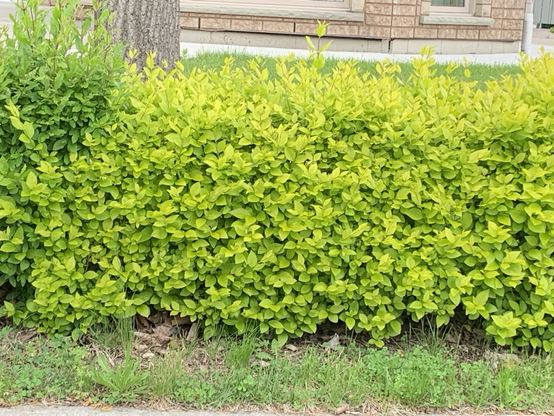 Non-boxwood species of continuous shrubbery.