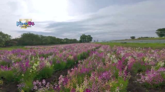 那須花の地上絵！栃木県那須フラワーワールドを駆け抜けるドローン男子空撮！DJI AVATA 2