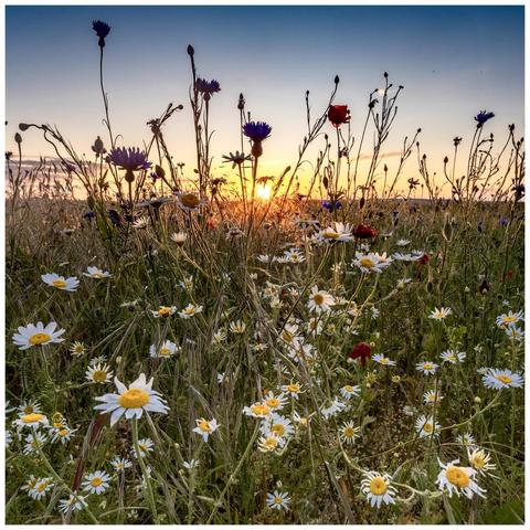 A vibrant wildflower meadow filled with white daisies and various colorful blooms, set against a sunset sky. The sun is partially visible, casting a warm glow over the scene.