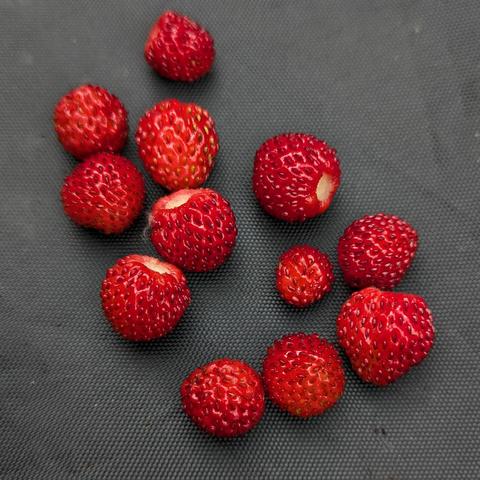 einige reife rote Walderdbeeren liegen auf dunklem Untergrund